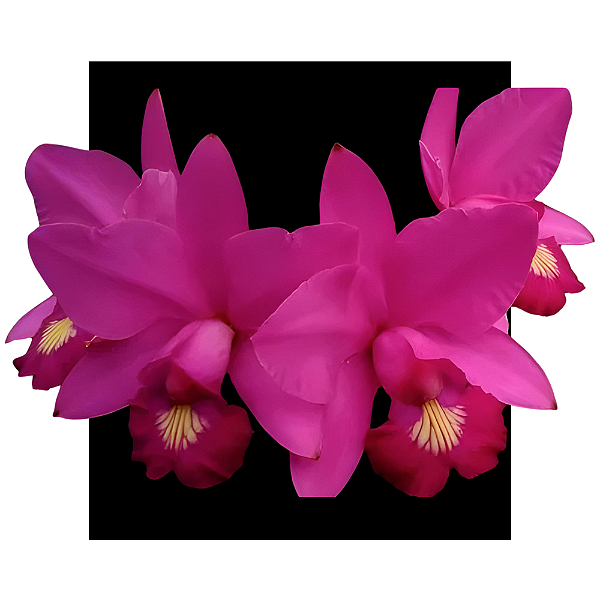 Cattleya Xlabendziana - muda