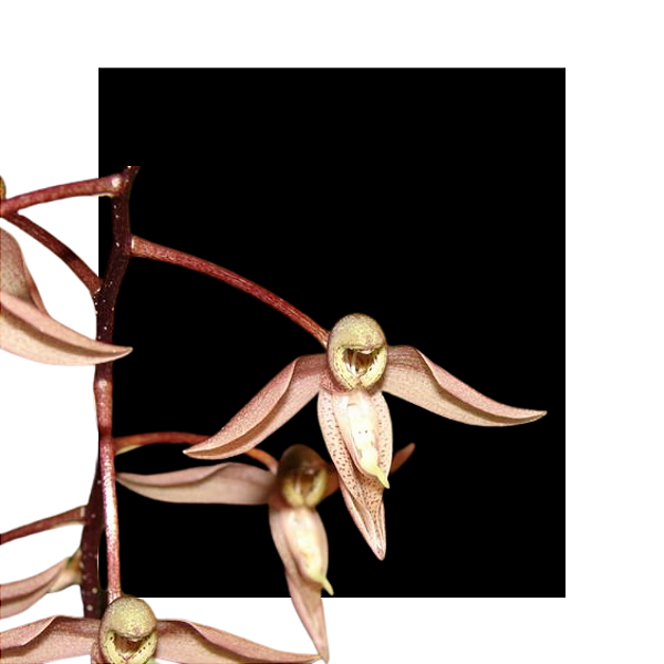 Catasetum Ornithoides - muda