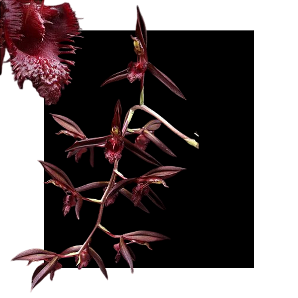 Catasetum Osakadianum Red - muda