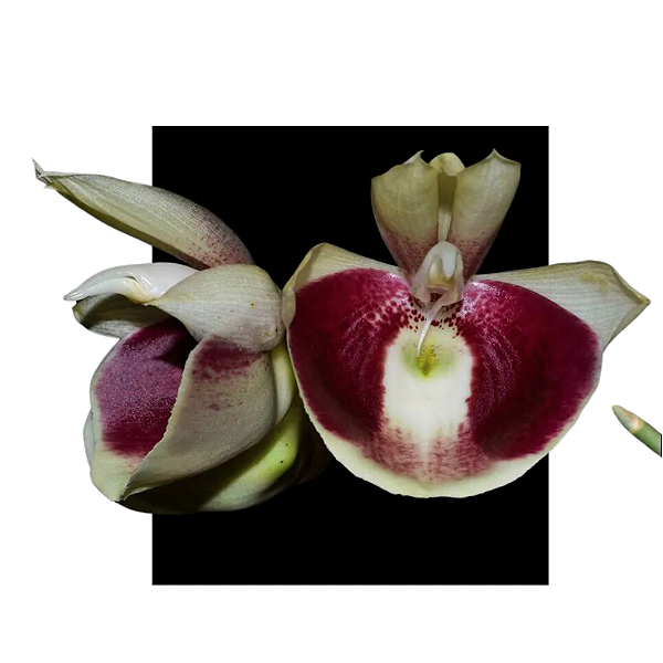 Catasetum Durval ferreira x Pileatum - muda