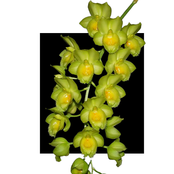 Clowsetum Rebecca Northen x Spzii