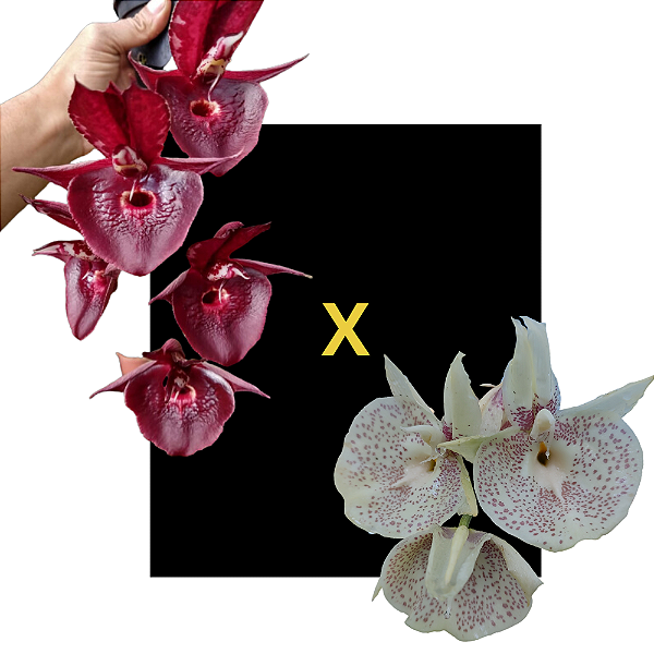 Catasetum Red 1050 x Susan Fuchs