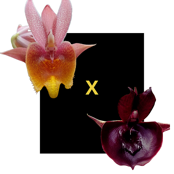 Catasetum Durval ferreira flamea x Irmão Andorinha