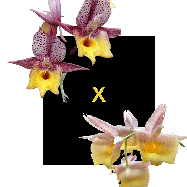 Catasetum Draco bicolor x Durval ferreira Original