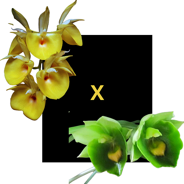 Catasetum Pileatum Amarelo x Expansum