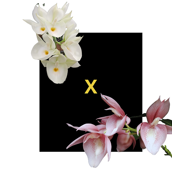 Catasetum Pileatum Albo x Pileatum Roseum
