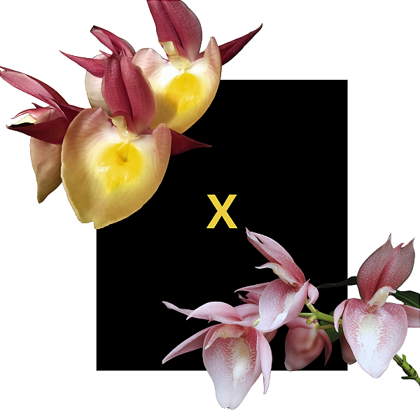 Catasetum Renato Fererira x Pileatum Roseum