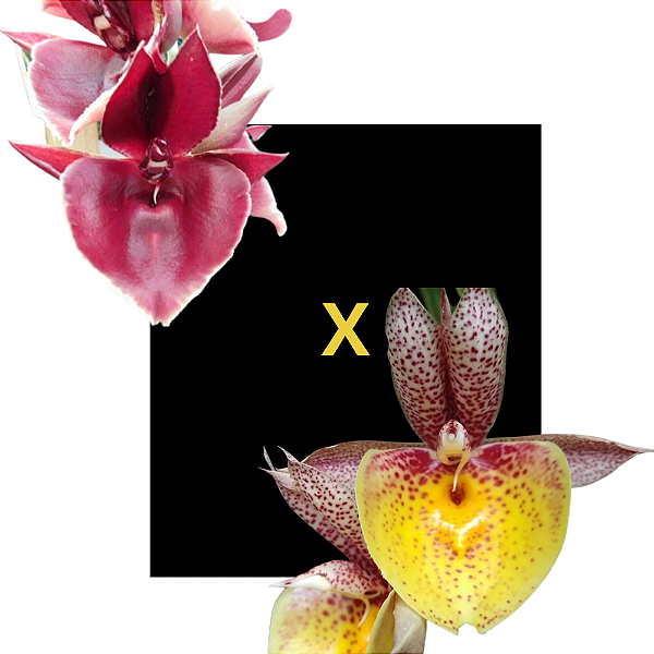 Catasetum Red 1061 x Susan Fuchs Especial