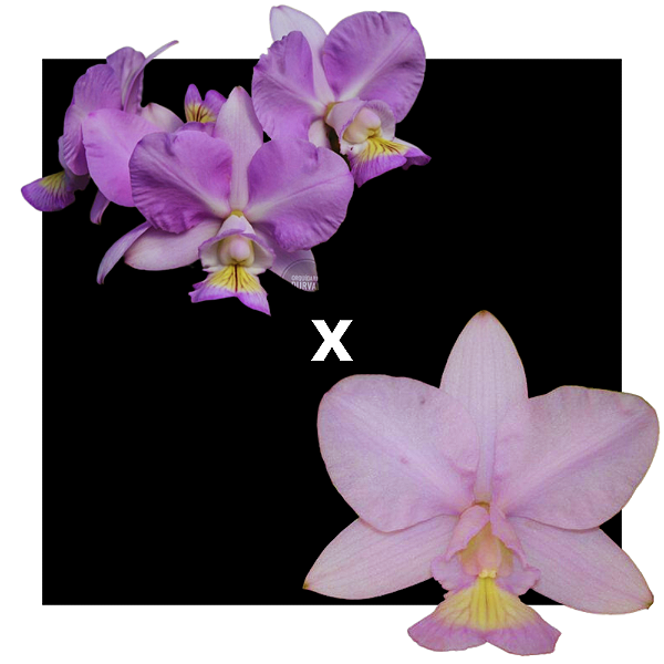 Cattleya Nobilior Amaliae Morena dos olhos azuis x Coerulea Kryptonita