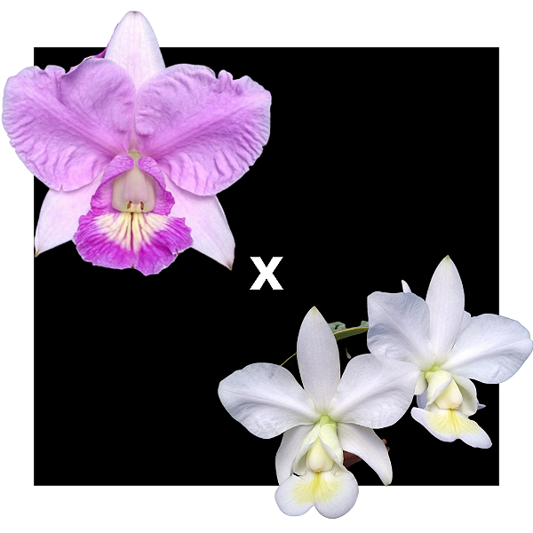 Cattleya Nobilior Santa Clara x Nobilior Alba Maranhão