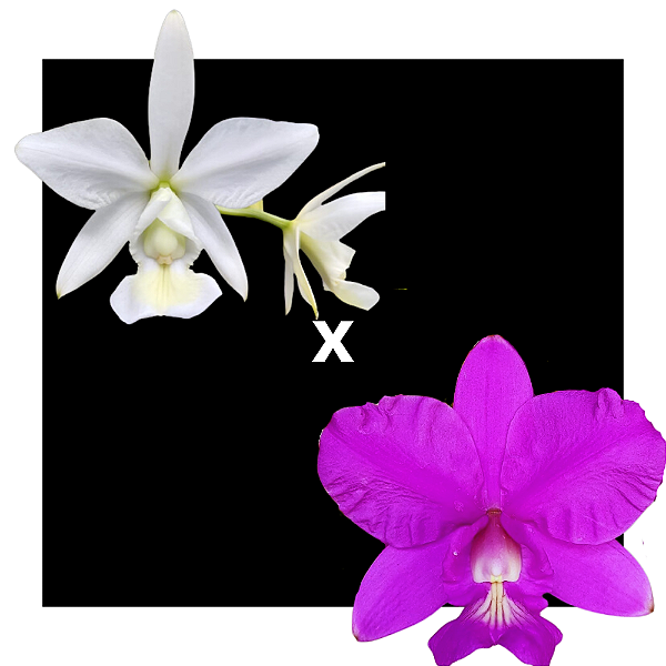 Cattleya Nobilior  Alba Maranhão x WWC