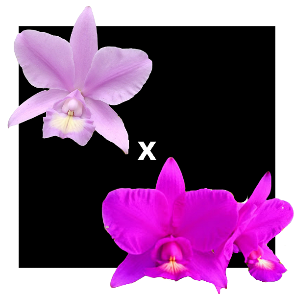 Cattleya Nobilior  Rubra DF especial x Nobilior Coerulense DF