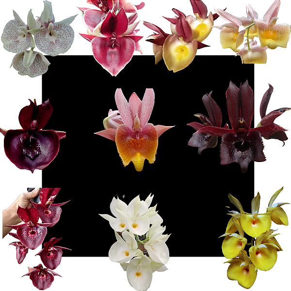 Kit De 10 Orquidea Catasetum Variados- Cod 2037