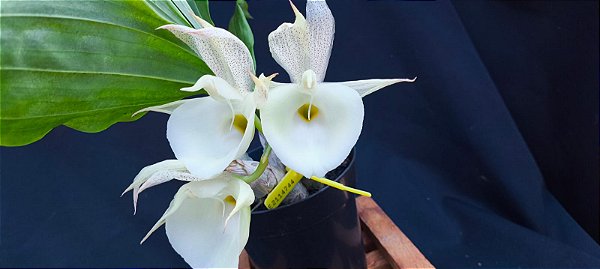 Catasetum João Stivali x Susan Fuchs -  Adulta-2114744