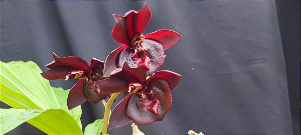 Catasetum Pearl Jam Escuro - no Cachepo de madeira de lei  - Adulta