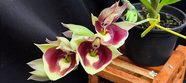 Catasetum Pileatum Imperialis x João Stivali  - Adulta