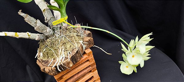 Catasetum Pileatum albo x Durval ferreira albo - na Bolacha de Ipé  - Adulta