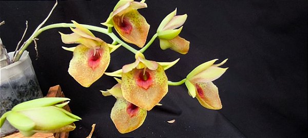 Catasetum Expansum - Adulta