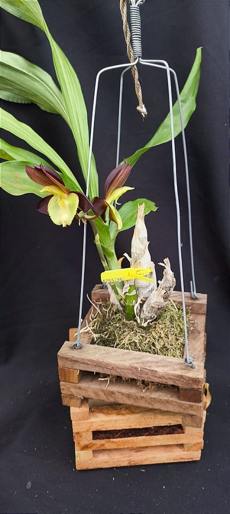 Catasetum Pearl Jam Amarelo no Cachepo de Madeira de Lei - Adulta