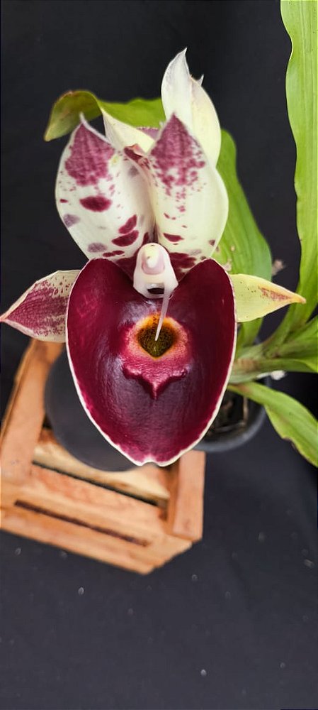 Catasetum Tigre Marmorata Red - Adulta