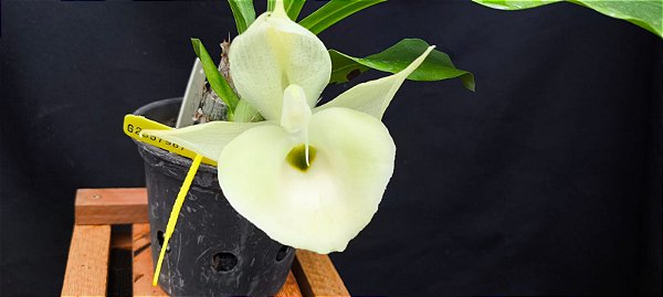 Catasetum Pileatum albo x Durval ferreira albo -  Adulta