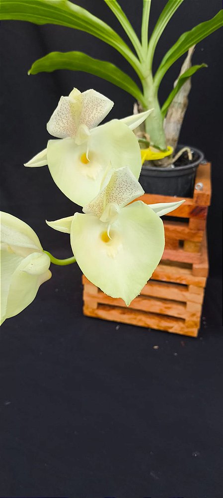 Catasetum Penang Claro -  Adulta