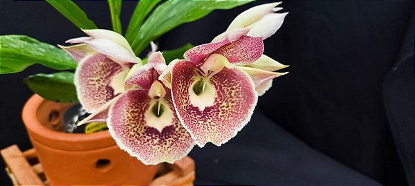 Catasetum Penang Pintalgado - Vermelho -  Adulta
