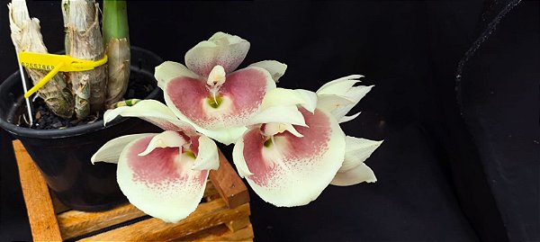 Catasetum Pileatum Semi albo - Adulta