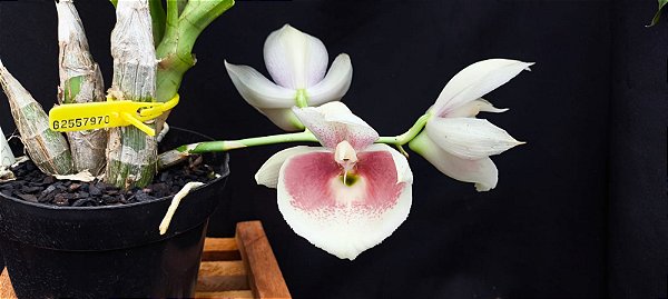 Catasetum Pileatum Semi albo - Adulta - 2