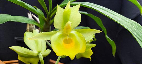 Catasetum Saccatum x Pileatum - Amarelo - Adulta
