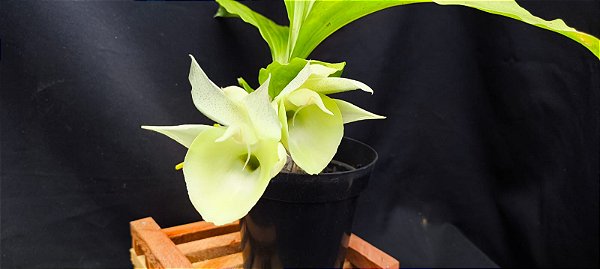 Catasetum Susan Fuchs - Claro -  Adulta