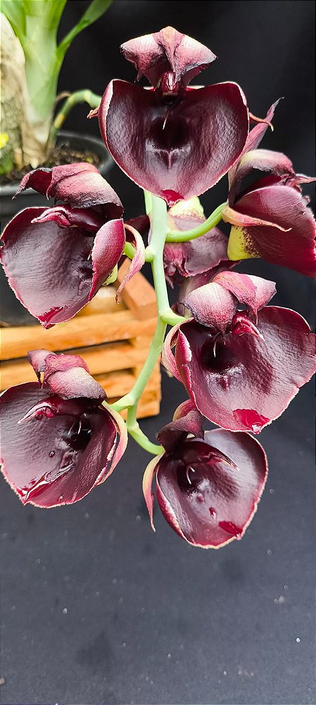 Catasetum Jhon Burchet escuro -  Adulta
