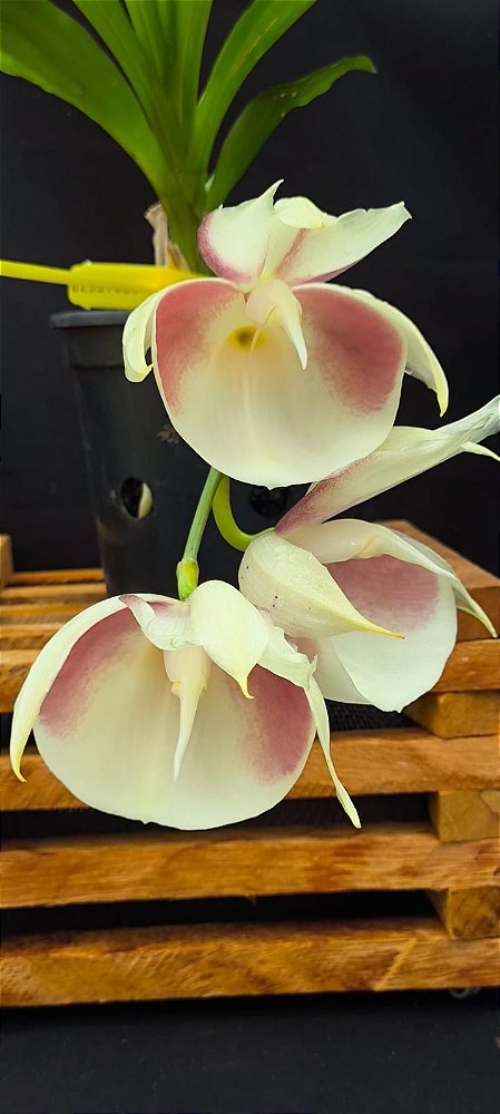 Catasetum Pileatum Semi albo  -  Adulta