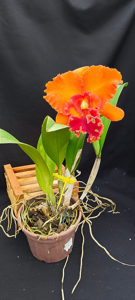 Cattleya Mirian Suzuki Orange Crusk -  Adulta