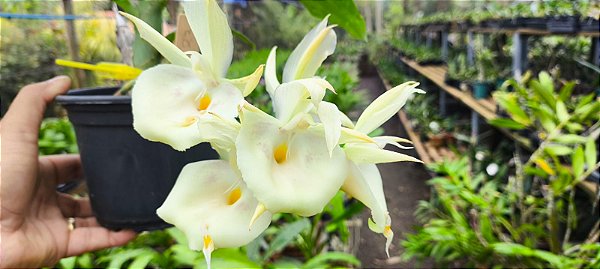 Catasetum Dragon Theet x Pileatum   -  Adulta