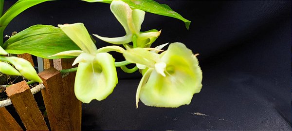 Catasetum Dragon Theet x Pileatum   -  Adulta - 2