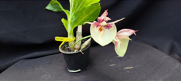Catasetum Penang Pintalgado -  Adulta