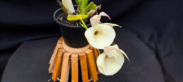 Catasetum Pileatum albo Pintalgado-  Adulta