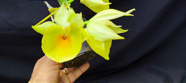 Catasetum Pileatum Amarelo Aurantiacum -  Adulta