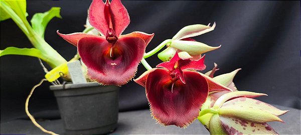 Catasetum Pileatum x Pileatum Imperialis -  Adulta