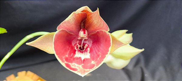 Catasetum Pileatum x Pileatum Imperialis -  Adulta - R$50,00