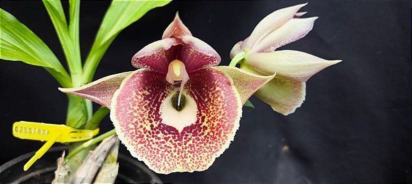 Catasetum Susan Fuchs -  Adulta - Apenas - R$ 100,00