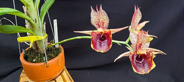 Catasetum Adriana Feitoza -  Adulta