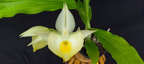 Catasetum Pileatum Creme  Adulta