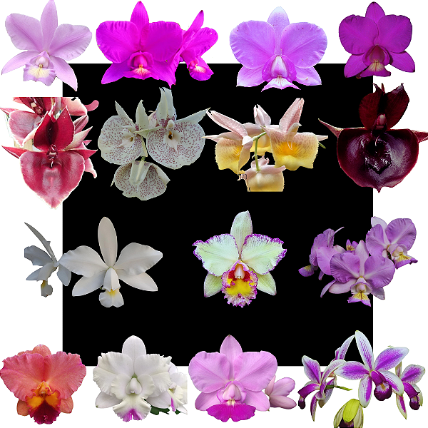 Kit De 15 Orquidea Variados- Selecionados Cod 4050