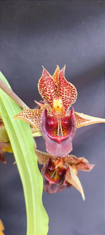 Catasetum Dante prayer x Pileatum -  Adulta