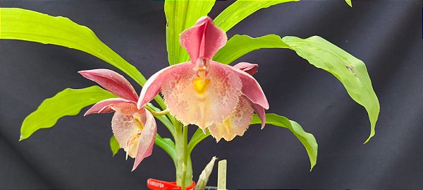 Catasetum Dragon theet x pileatum  -  Adulta
