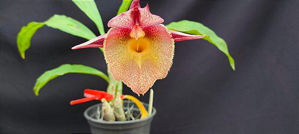 Catasetum Dragon theet x pileatum  -  Adulta-2