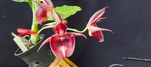 Catasetum Durval Ferreira linga de sogra red  -  Adulta