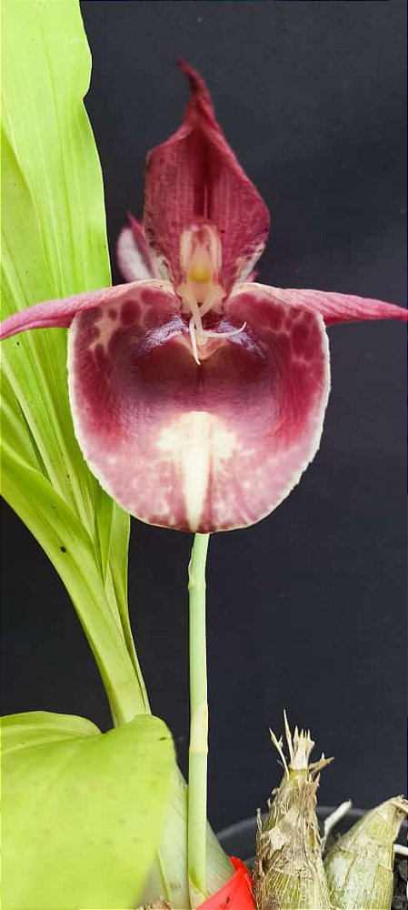 Catasetum Durval Ferreira linga de sogra red  -  Adulta -2